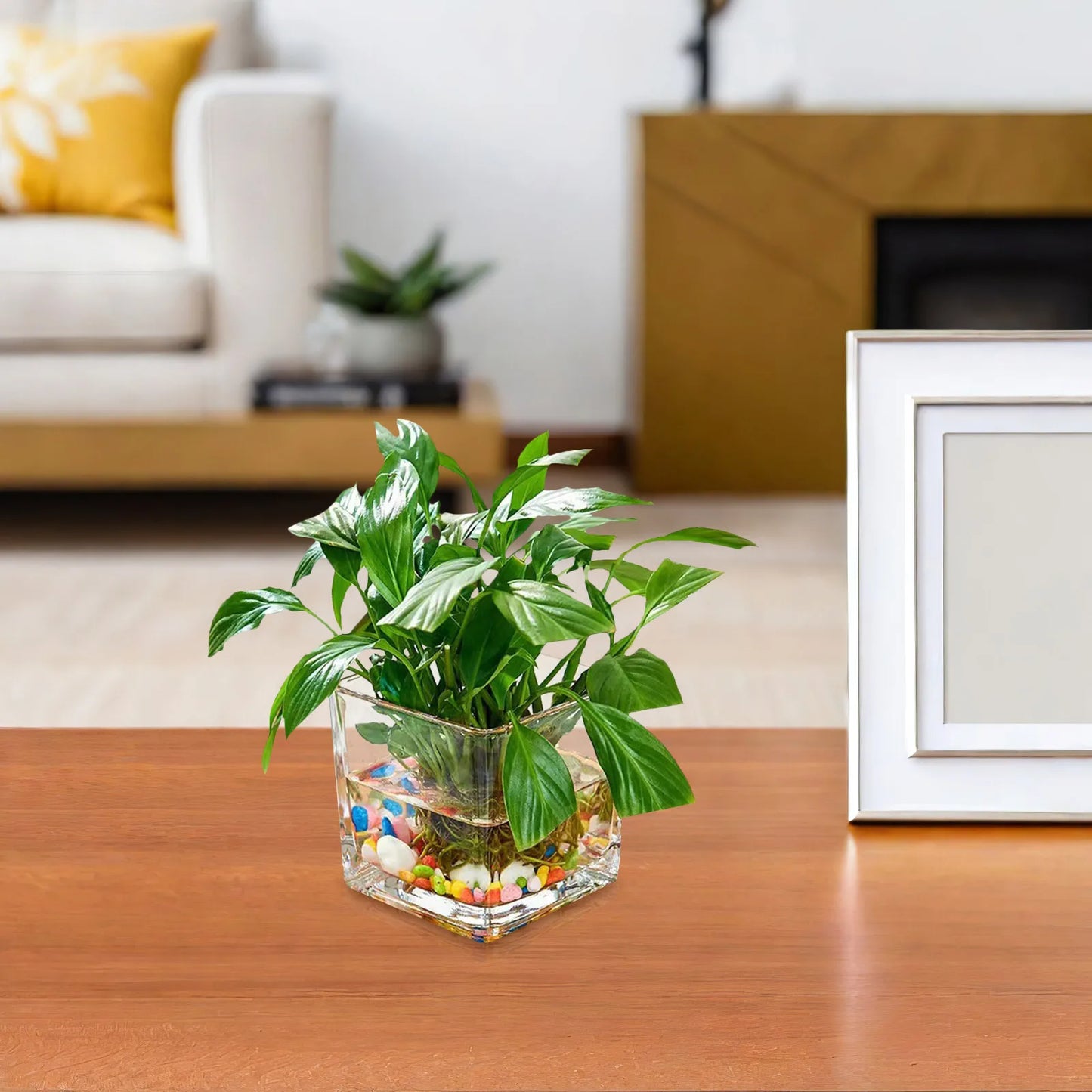 Clear Cube Square Glass Vase Hydroponic Modern Flower Vase Planter 10x10cm Home Office Desktop Decor Hydroponic Plant Bottle