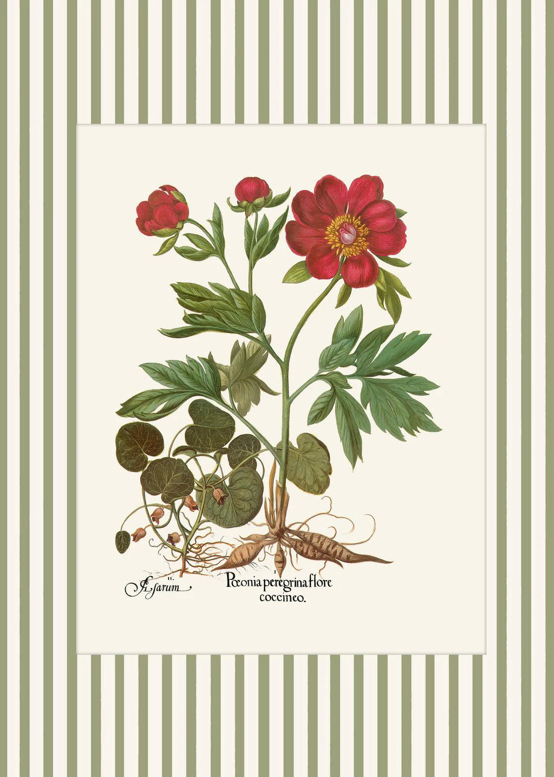 Botanical Floral Poster Canvas Print Wall Art