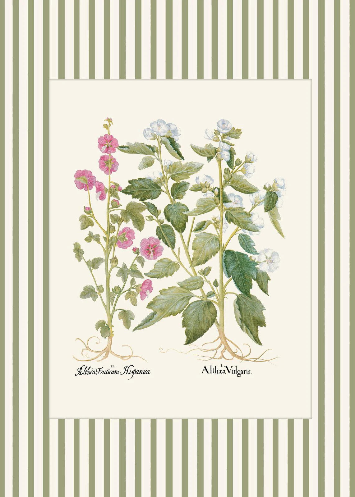 Botanical Floral Poster Canvas Print Wall Art