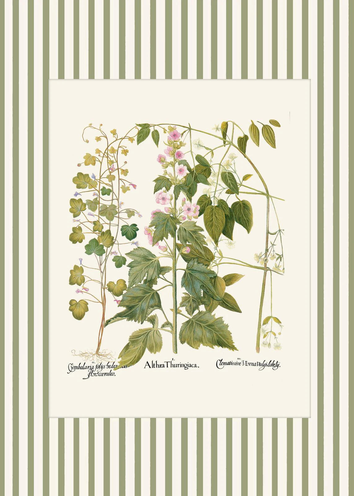 Botanical Floral Poster Canvas Print Wall Art