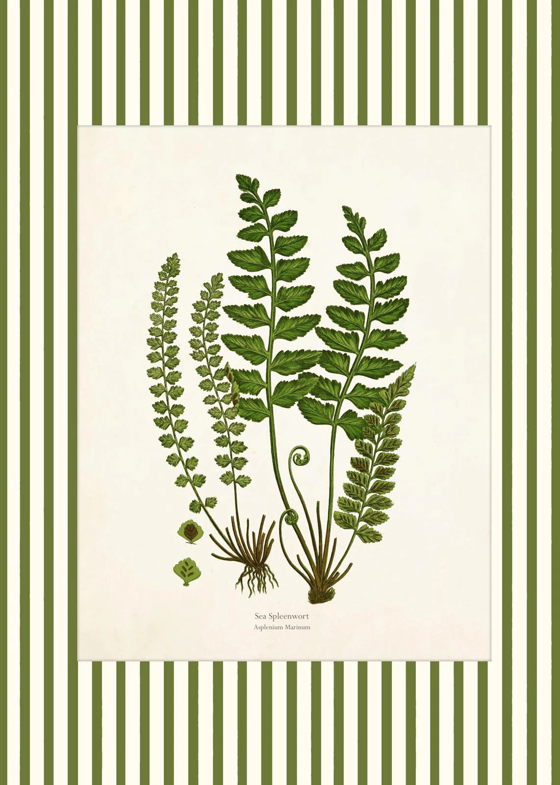 Botanical Floral Poster Canvas Print Wall Art